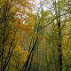 درخت های پاییزی سر به فلک کشیده جنگل انجیلی سوادکوه