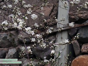 تصاویری از شکوفه های بهاری تهران