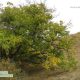 درخت کهنسال گردو در صمغ آباد